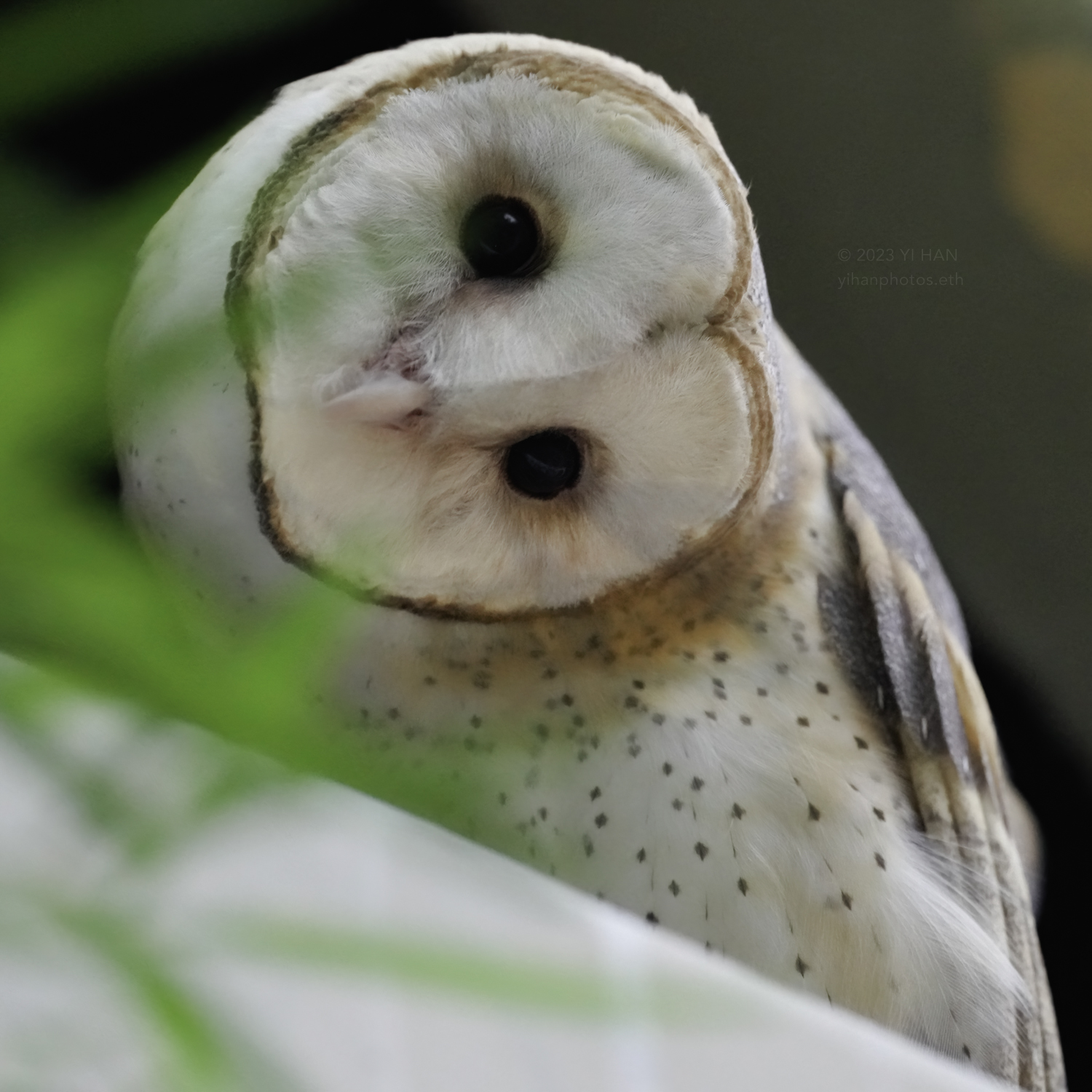 barn owl_9
